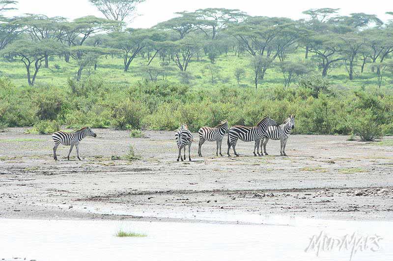 Mud Maps Africa Serengetti NP 2042